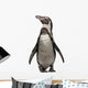 Front Humboldt Penguin Standing Wall Decal