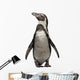 Front Humboldt Penguin Standing Wall Decal