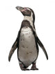 Front Humboldt Penguin Standing Wall Decal