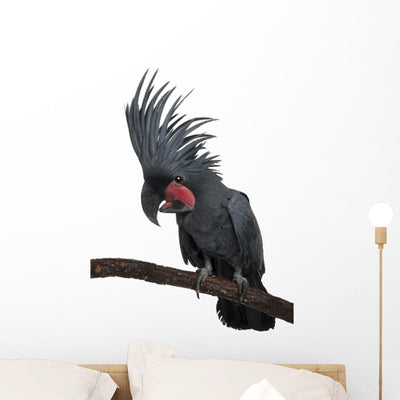 Perched Palm Cockatoo Wall Decal shown on a wall
