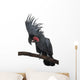 Front view of Palm Cockatoo, perched on a branch Wall Decal