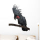 Front view of Palm Cockatoo, perched on a branch Wall Decal