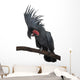 Front view of Palm Cockatoo, perched on a branch Wall Decal