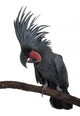 Front view of Palm Cockatoo, perched on a branch Wall Decal
