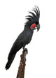 Side Palm Cockatoo Perched Wall Decal