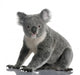 Side Young Koala 14