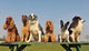 petits chiens sages Wall Mural