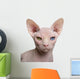 Close-up Sphynx Cat 1 Wall Decal