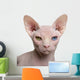 Close-up Sphynx Cat 1 Wall Decal
