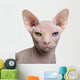 Close-up Sphynx Cat 1 Wall Decal