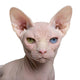 Close-up Sphynx Cat 1 Wall Decal