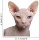 Close-up Sphynx Cat 1 Wall Decal
