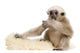 Side Young Pileated Gibbon Wall Decal