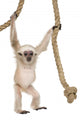 Young Pileated Gibbon Wall Decal