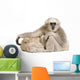 Young Pileated Gibbon 1 Wall Decal
