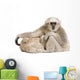 Young Pileated Gibbon 1 Wall Decal