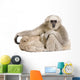 Young Pileated Gibbon 1 Wall Decal