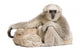 Young Pileated Gibbon 1 Wall Decal