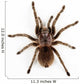 Groe Spinne