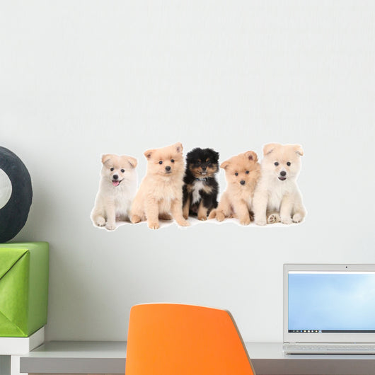 Pomeranian Puppies Lined up on White Background Wall Decal