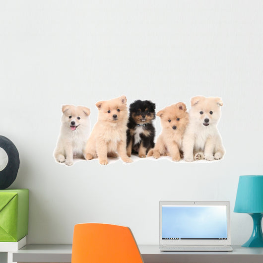 Pomeranian Puppies Lined up on White Background Wall Decal