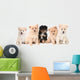 Pomeranian Puppies Lined up on White Background Wall Decal