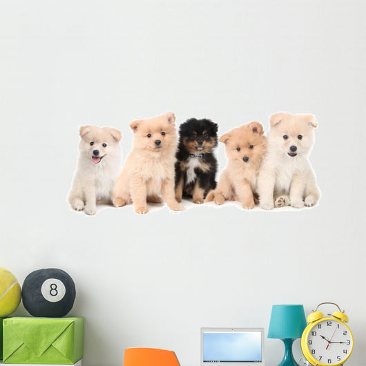 Pomeranian Puppies Lined up on White Background Wall Decal
