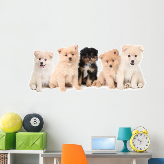 Pomeranian Puppies Lined up on White Background Wall Decal