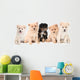 Pomeranian Puppies Lined up on White Background Wall Decal