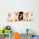 Pomeranian Puppies Lined up on White Background Wall Decal