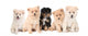 Pomeranian Puppies Lined up on White Background Wall Decal