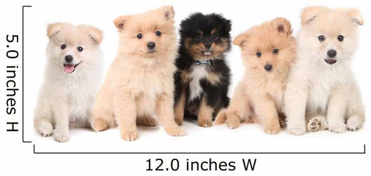 Pomeranian Puppies Lined up on White Background Wall Decal