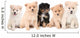 Pomeranian Puppies Lined up on White Background Wall Decal