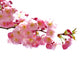 Pink Blossoms Wall Mural