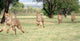 Cheetah Running Sequence Wall Decal