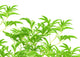 Green Leaves Wall Mural