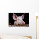 Cochon de ferme Wall Mural