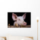 Cochon de ferme Wall Mural