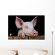 Cochon de ferme Wall Mural