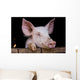 Cochon de ferme Wall Mural