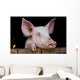 Cochon de ferme Wall Mural