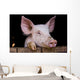 Cochon de ferme Wall Mural