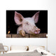 Cochon de ferme Wall Mural