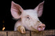 Cochon de ferme Wall Mural