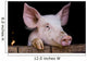 Cochon de ferme Wall Mural