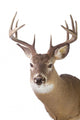 Large Whitetail Buck White Wall Decal Design 1
