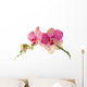 Orchid