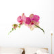 Orchid