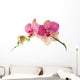 Orchid
