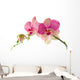 Orchid